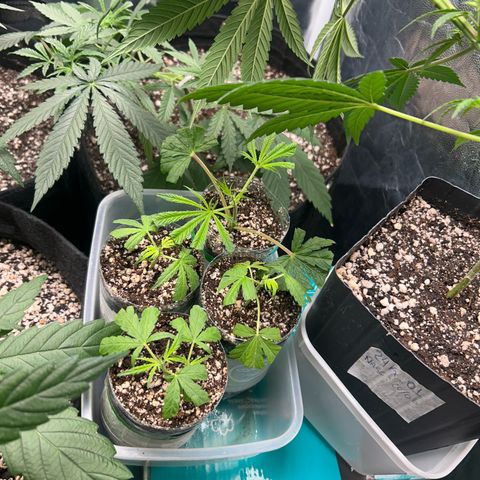 24K 02 #2 growlog photo: Rega feita 1l 850ppm
Clones foram colocados na estufa 