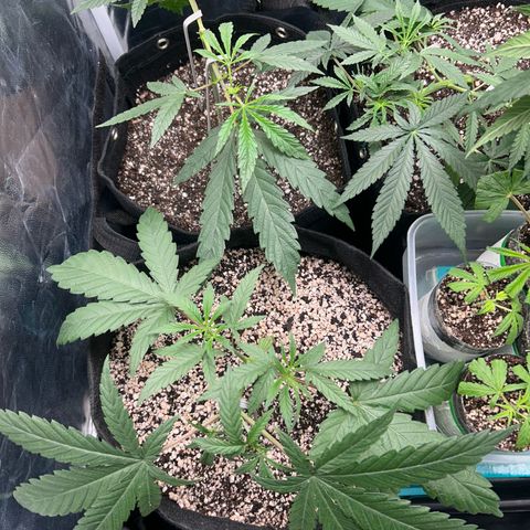 24K 02 #2 growlog photo: Rega feita 1l 850ppm
Clones foram colocados na estufa 