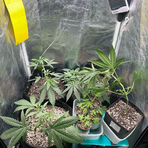 24K 02 #2 growlog photo: Rega feita 1l 850ppm
Clones foram colocados na estufa 