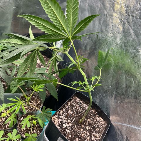 24K 02 #2 growlog photo: Rega feita 1l 850ppm
Clones foram colocados na estufa 