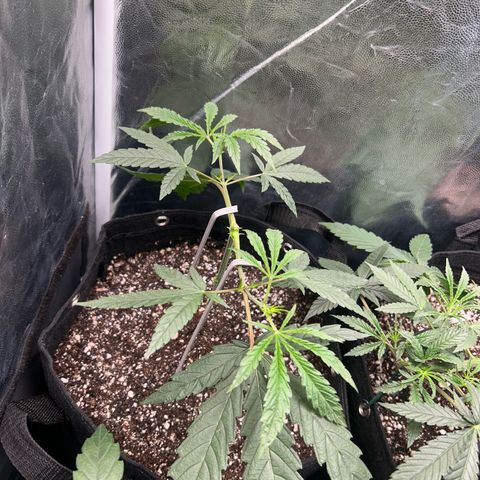 24K 02 #2 growlog photo: Rega feita 1l 850ppm
Clones foram colocados na estufa 