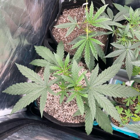 24K 02 #2 growlog photo: Antes da rega
23:16h
