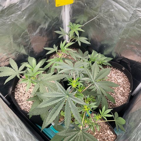 24K 02 #2 growlog photo: Antes da rega
23:16h