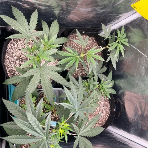 24K 02 #2 growlog photo: Antes da rega
23:16h