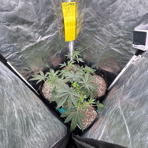 24K 02 #2 growlog photo: Antes da rega
23:16h