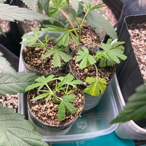 24K 02 #2 growlog timeline photo