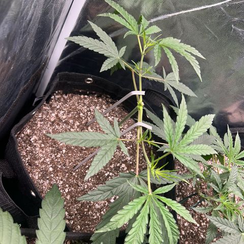 24K 02 #2 growlog timeline photo