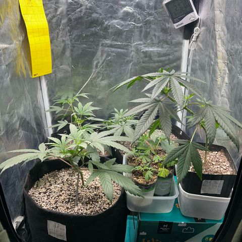 24K 02 #2 growlog timeline photo