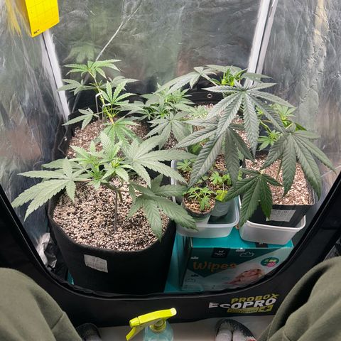 24K 02 #2 growlog timeline photo