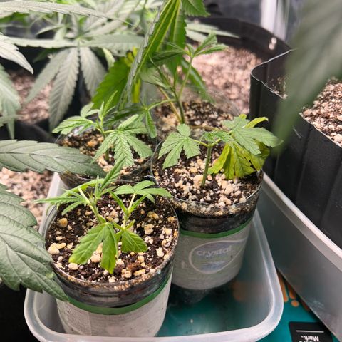 24K 02 #2 growlog photo: Durante a rega 