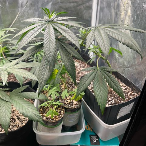 24K 02 #2 growlog photo: Durante a rega 
