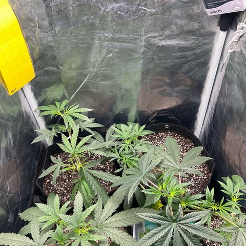 24K 02 #2 growlog photo: Durante a rega 