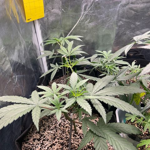 24K 02 #2 growlog photo: Durante a rega 