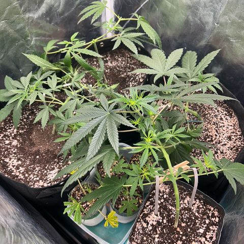 24K 02 #2 growlog timeline photo