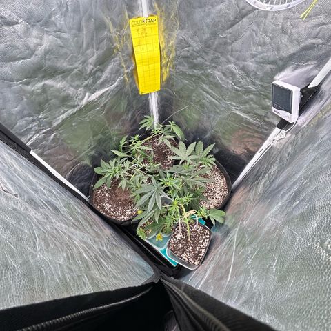 24K 02 #2 growlog timeline photo
