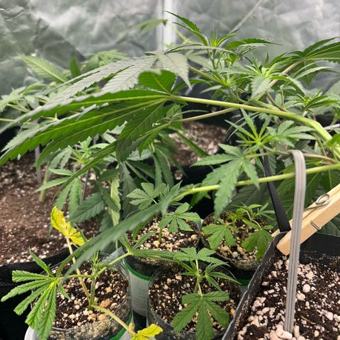 24K 02 #2 growlog timeline photo