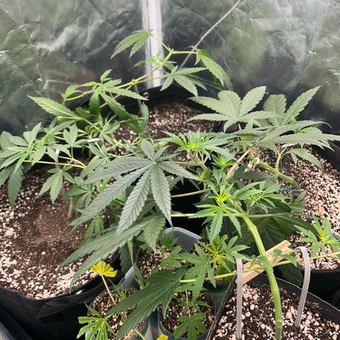 24K 02 #2 growlog timeline photo