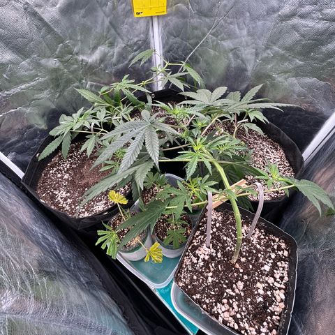 24K 02 #2 growlog timeline photo