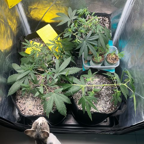 24K 02 #2 growlog photo: Pós rega 1l 850ppm