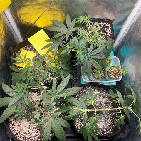 24K 02 #2 growlog photo: Pós rega 1l 850ppm