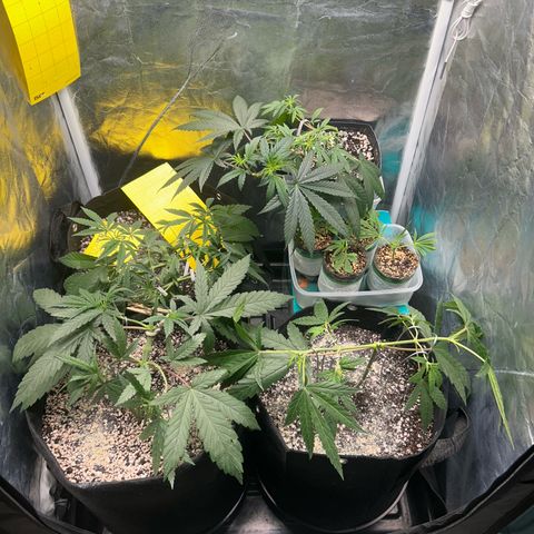 24K 02 #2 growlog photo: Pós rega 1l 850ppm