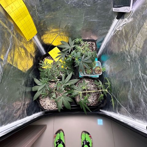 24K 02 #2 growlog photo: Pós rega 1l 850ppm