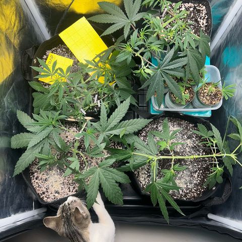 24K 02 #2 growlog photo: Pós rega 1l 850ppm