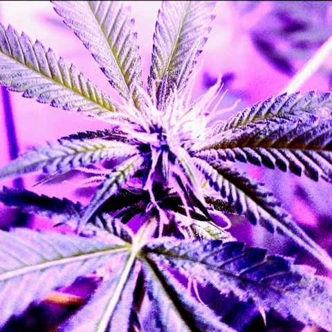 Auto Blueberry growlog photo: THE SEEDLINGS ARE ILGM BLUEBERRY AUTOFLOWER AND THE FLOWERING PLANT IS GLUEBERRY OG 