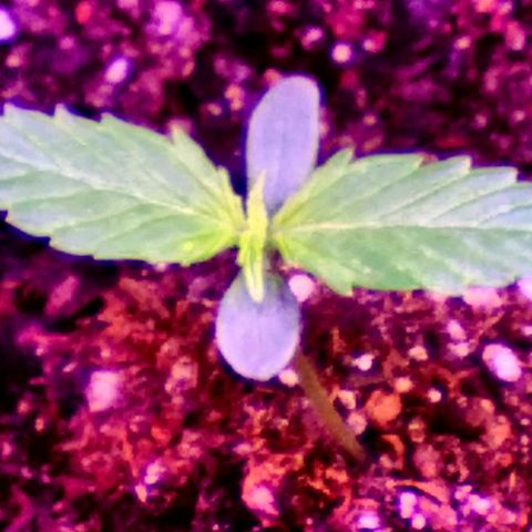 Auto Blueberry growlog photo: THE SEEDLINGS ARE ILGM BLUEBERRY AUTOFLOWER AND THE FLOWERING PLANT IS GLUEBERRY OG 