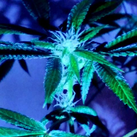 Auto Blueberry growlog photo: THE SEEDLINGS ARE ILGM BLUEBERRY AUTOFLOWER AND THE FLOWERING PLANT IS GLUEBERRY OG 