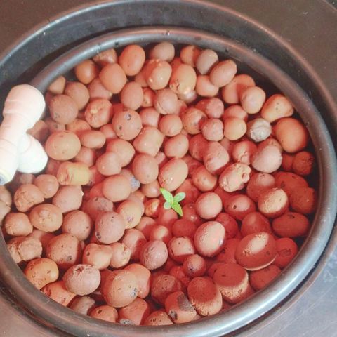 Auto Blueberry growlog photo: THE SEEDLINGS ARE ILGM BLUEBERRY AUTOFLOWER AND THE FLOWERING PLANT IS GLUEBERRY OG 