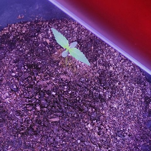 Auto Blueberry growlog photo: THE SEEDLINGS ARE ILGM BLUEBERRY AUTOFLOWER AND THE FLOWERING PLANT IS GLUEBERRY OG 