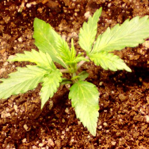 Auto Blueberry growlog timeline photo