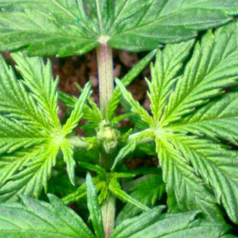 Auto Blueberry growlog timeline photo