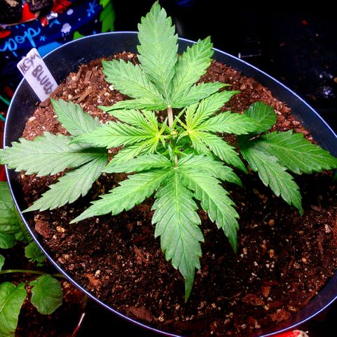 Auto Blueberry growlog timeline photo