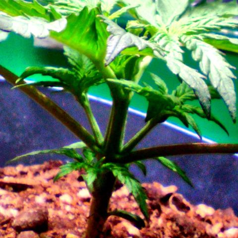 Auto Blueberry growlog timeline photo