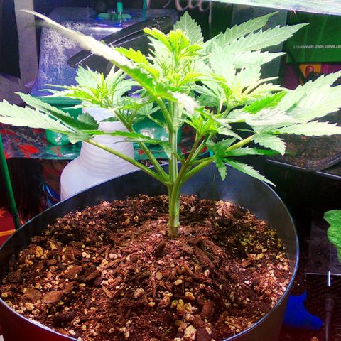 Auto Blueberry growlog timeline photo