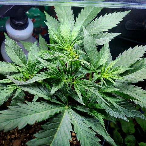 Auto Blueberry growlog timeline photo