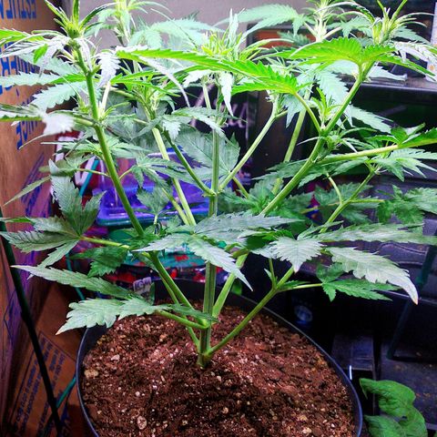 Auto Blueberry growlog timeline photo