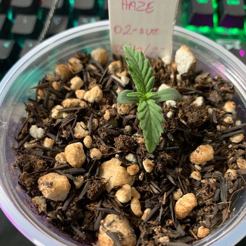 Tiffany #2 growlog timeline photo
