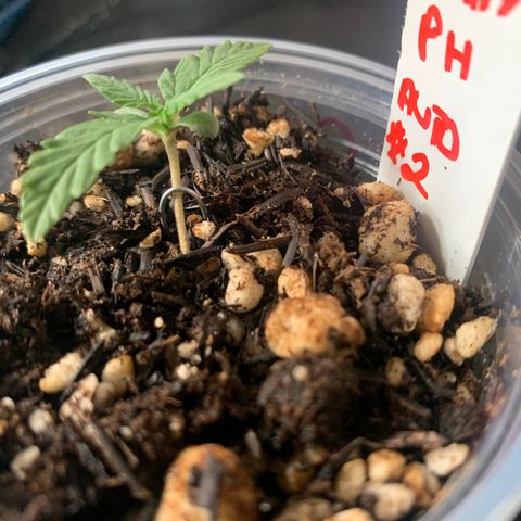 Tiffany #2 growlog timeline photo