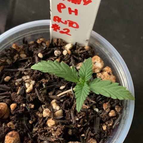 Tiffany #2 growlog timeline photo