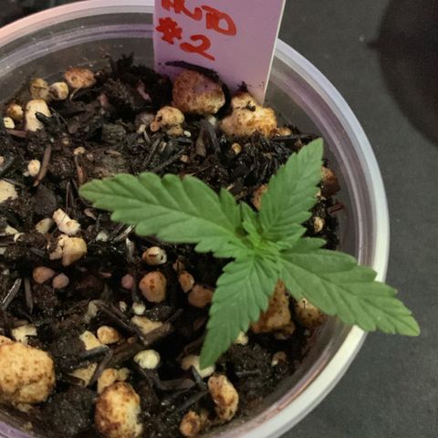 Tiffany #2 growlog timeline photo
