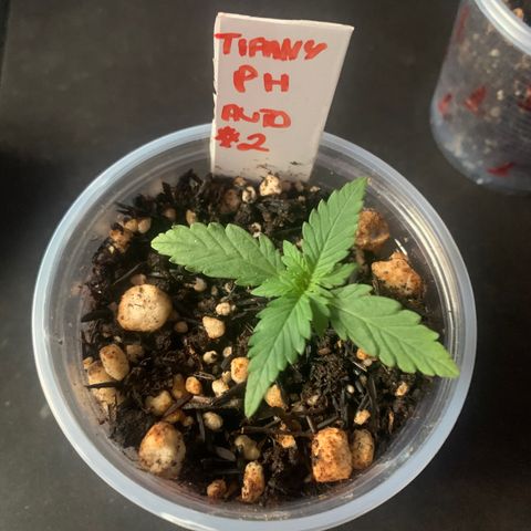 Tiffany #2 growlog timeline photo