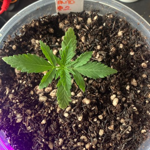 Tiffany #2 growlog photo: Transplante para vaso de 1lt 