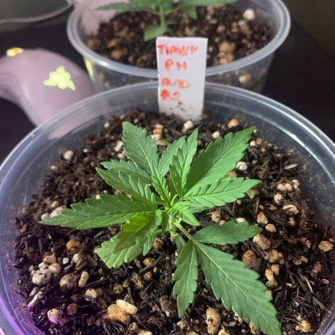 Tiffany #2 growlog photo: Poda das pontas amareladas por overfert 