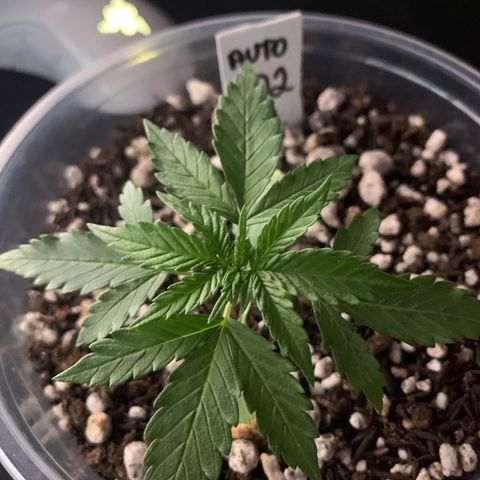 Tiffany #2 growlog timeline photo