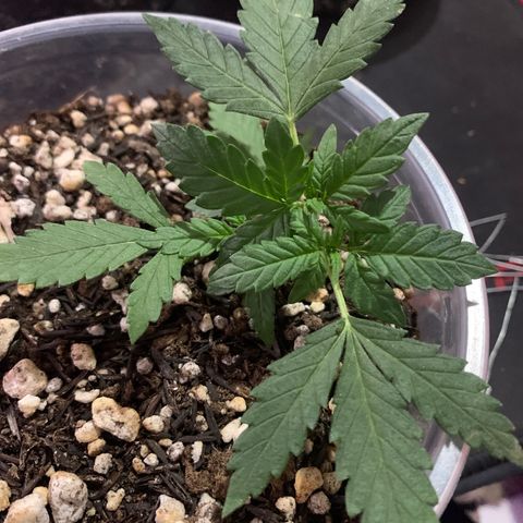 Tiffany #2 growlog timeline photo