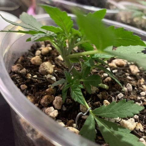 Tiffany #2 growlog timeline photo
