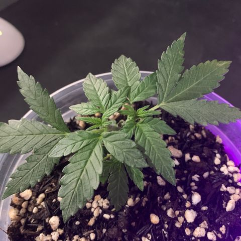 Tiffany #2 growlog timeline photo